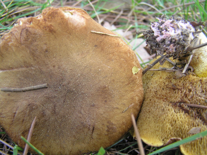 Suillus collinitus ?